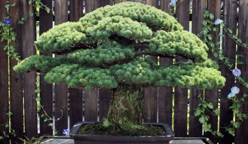 391-letnie drzewko bonsai – cud natury, który przetrwał atak atomowy na Hiroszimę.