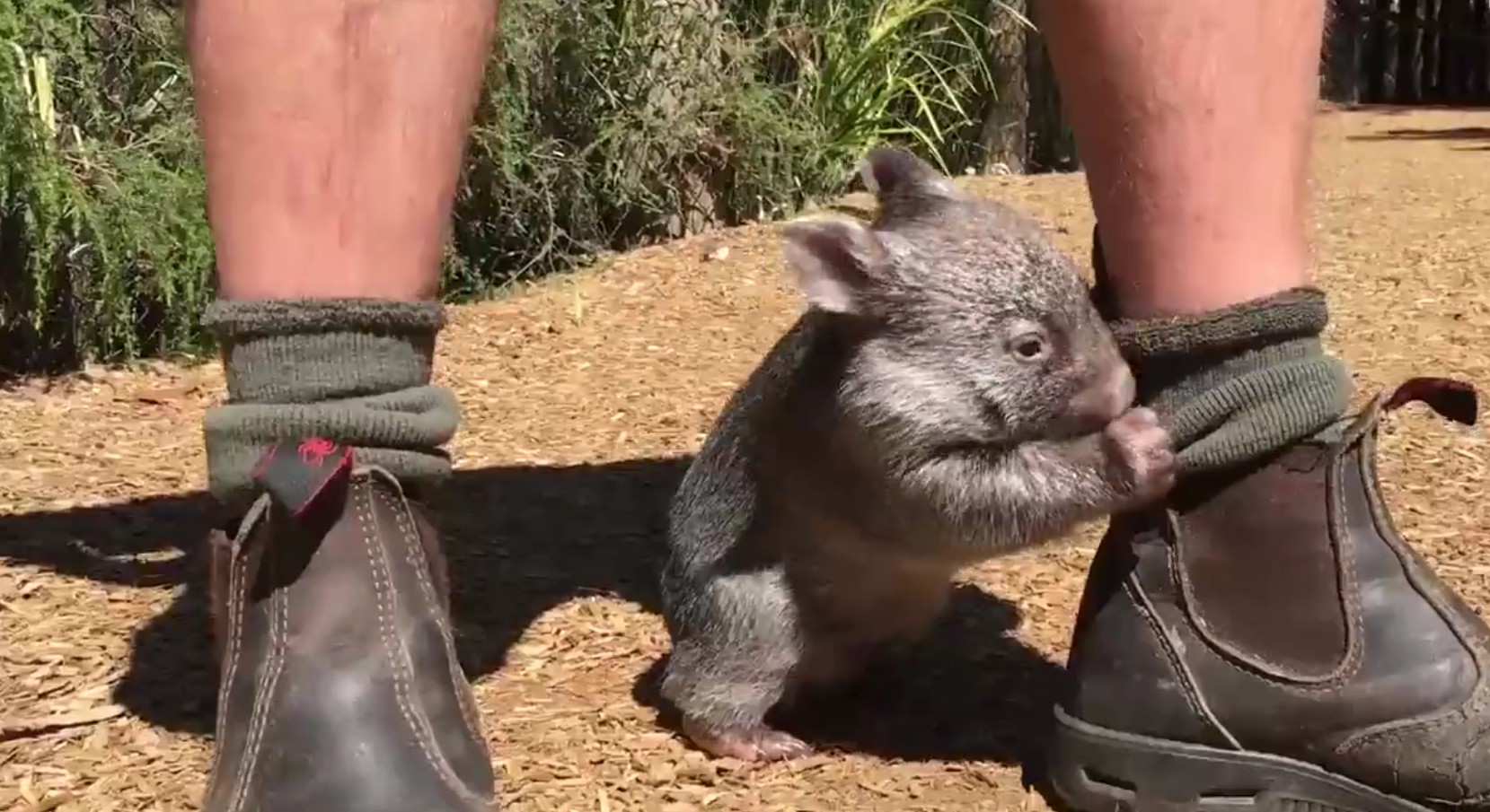 Poznajcie George’a – uroczego wombata, który zachowuje się zupełnie jak pies!