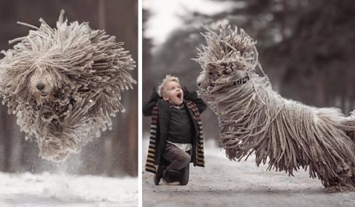 Zdjęcia gigantycznego, kudłatego psa podczas zabawy z chłopcem – Ty też uśmiechniesz się na ich widok!