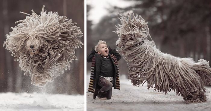 Zdjęcia gigantycznego, kudłatego psa podczas zabawy z chłopcem – Ty też uśmiechniesz się na ich widok!