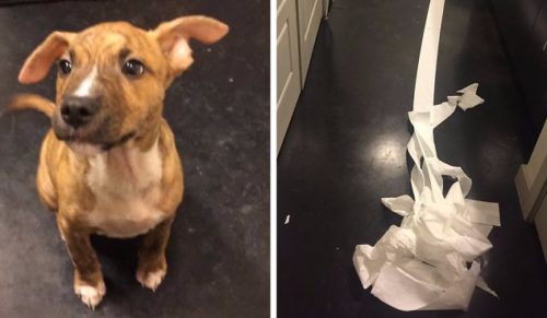 Poznajcie Pablo – pierwszego psa w historii, który próbował sam po sobie posprzątać.