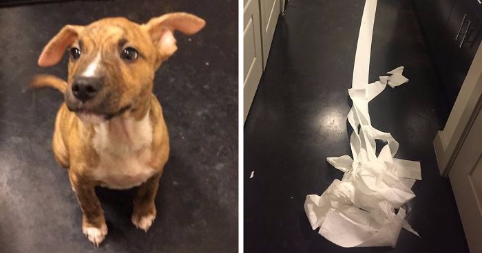 Poznajcie Pablo – pierwszego psa w historii, który próbował sam po sobie posprzątać.