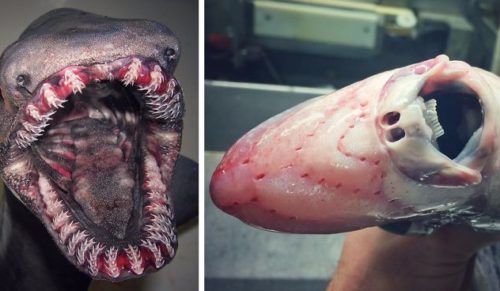 Rosyjski rybak publikuje na Twitterze zdjęcia przerażających kreatur odnalezionych na dnie morza.