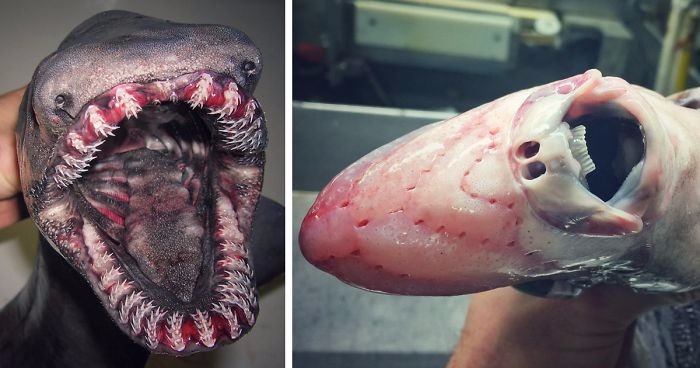 Rosyjski rybak publikuje na Twitterze zdjęcia przerażających kreatur odnalezionych na dnie morza.