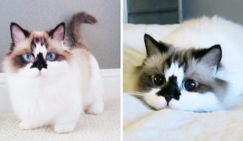 Poznajcie Alberta – uroczego kociaka z noskiem umaszczonym na kształt choinki!