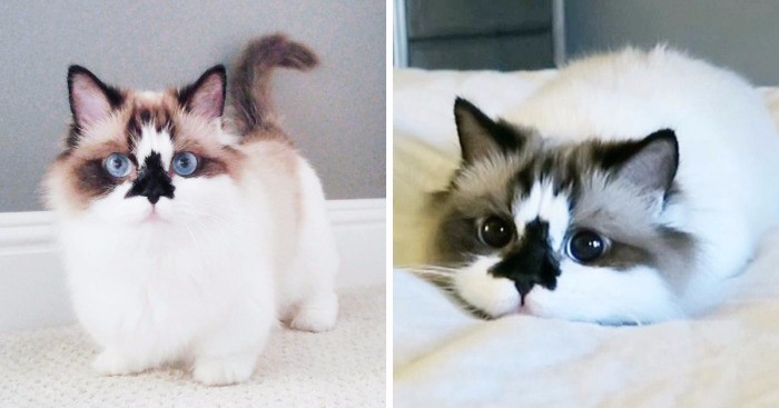 Poznajcie Alberta – uroczego kociaka z noskiem umaszczonym na kształt choinki!