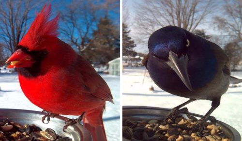 Miłośniczka przyrody dokarmia zimą ptaki, dokumentując ich urodę na swoich fotografiach.