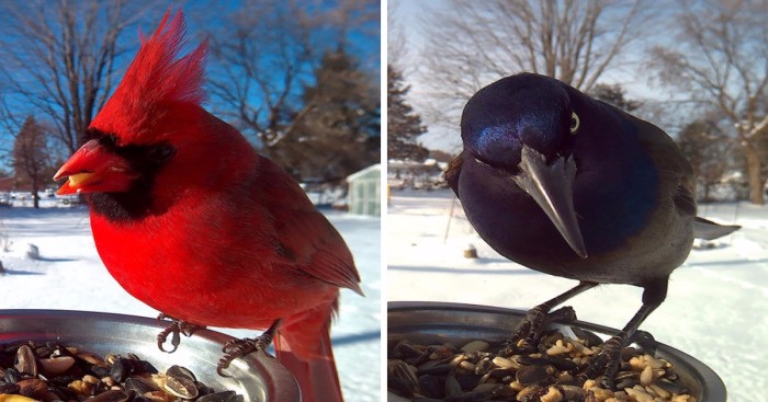 Miłośniczka przyrody dokarmia zimą ptaki, dokumentując ich urodę na swoich fotografiach.