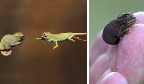 15 przesłodkich młodych kameleonów, które rozbudzą w Tobie miłość do jaszczurek.