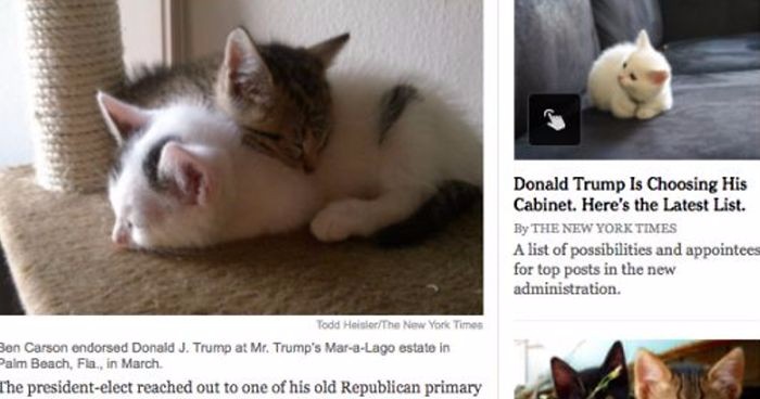 Nowe rozszerzenie Google Chrome zamienia wizerunek Donalda Trumpa na zdjęcia z kotami.