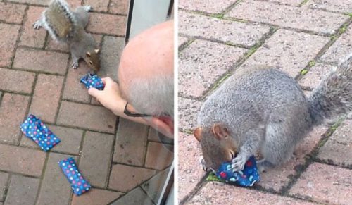 Pomysłowy Anglik zaskoczył okoliczne wiewiórki, przygotowując dla nich świąteczne prezenty.