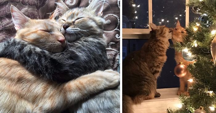 Oto Louie i Luna – najbardziej zakochane kociaki na świecie!
