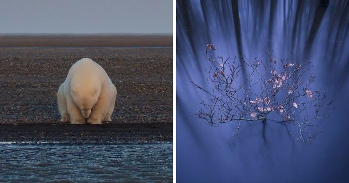 15 zwycięskich zdjęć tegorocznej edycji konkursu National Geographic Nature Photographer Of The Year.