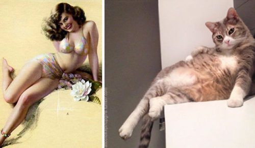 15 zdjęć kotów pozujących do zdjęć niczym prawdziwe pin-up girls.