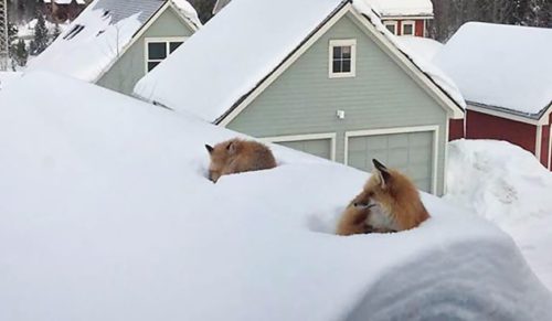 Mieszkaniec Kolorado odnalazł na swoim dachu dwa lisy. Chwilę później odkrył, jak się tam dostały.