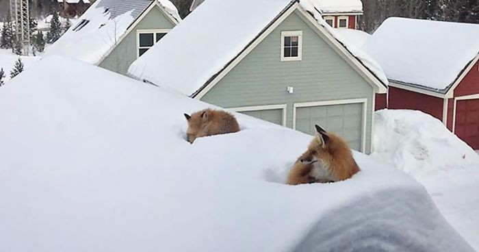Mieszkaniec Kolorado odnalazł na swoim dachu dwa lisy. Chwilę później odkrył, jak się tam dostały.