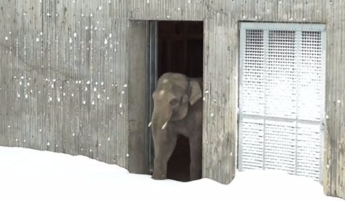 Zoo w Oregonie zasypał śnieg – reakcja zwierzaków była bezcenna!