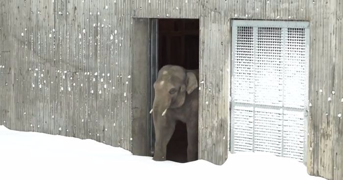 Zoo w Oregonie zasypał śnieg – reakcja zwierzaków była bezcenna!
