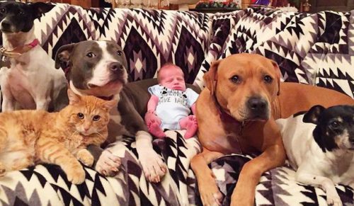 Rodzina psiaków pokochała niemowlę swoich właścicieli – traktują chłopca jak własnego brata!