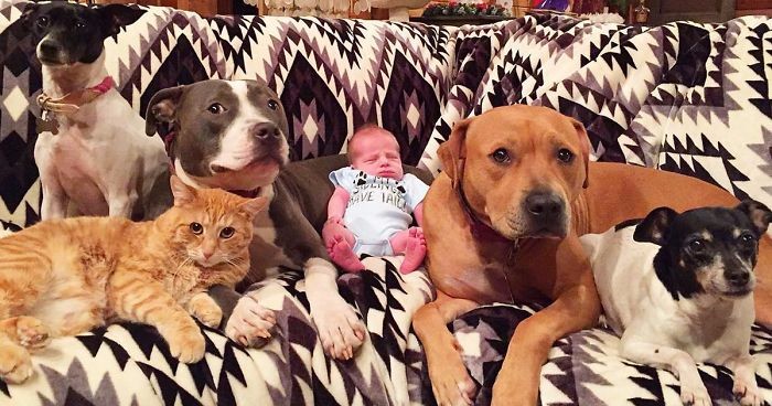 Rodzina psiaków pokochała niemowlę swoich właścicieli – traktują chłopca jak własnego brata!