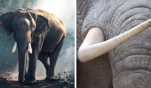 Chiny zakazały handlu kością słoniową, inspirując świat do wielkich zmian.