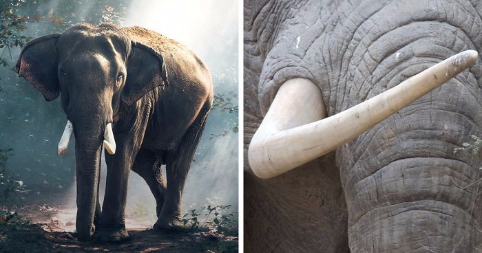 Chiny zakazały handlu kością słoniową, inspirując świat do wielkich zmian.