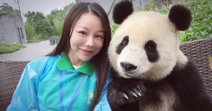 Panda wielka z chińskiego rezerwatu osiągnęła prawdziwe mistrzostwo w pozowaniu do selfie.