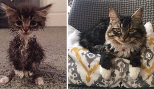 Poznajcie Roo Russ – kotkę, która przyszła na świat pozbawiona stawów łokciowych.