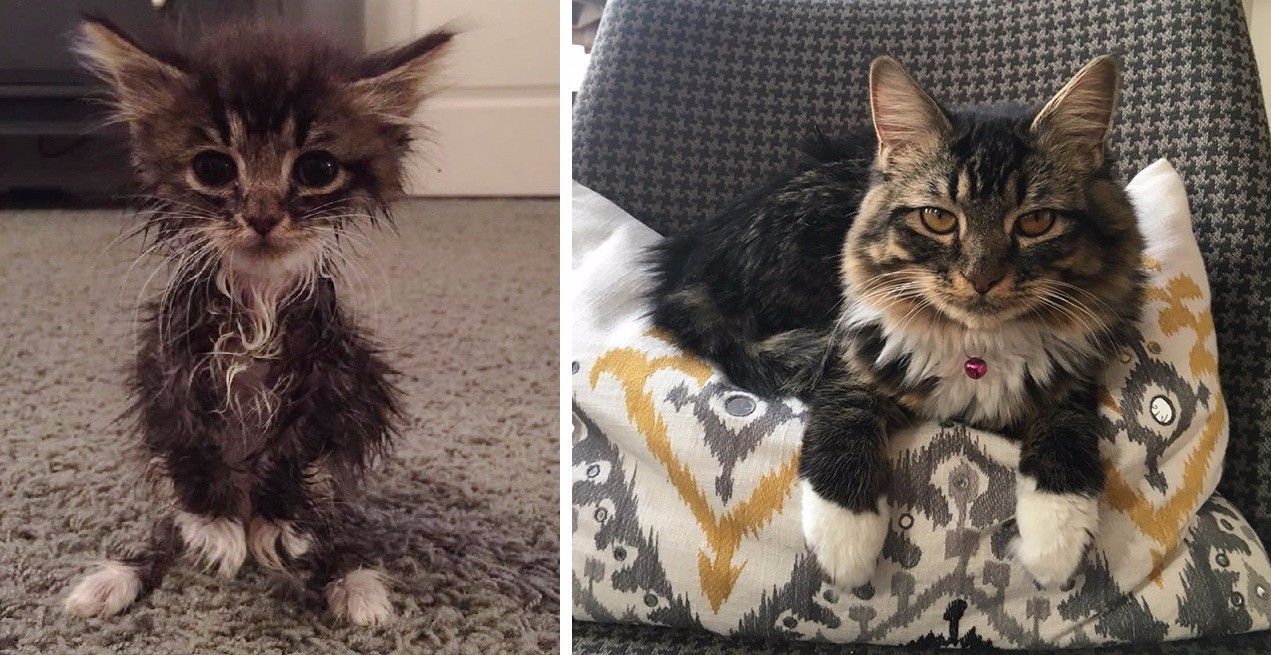 Poznajcie Roo Russ – kotkę, która przyszła na świat pozbawiona stawów łokciowych.