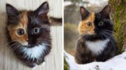 Oto Yana – niezwykłej urody kotka o dwóch twarzach, którą pokochasz od pierwszego wejrzenia!