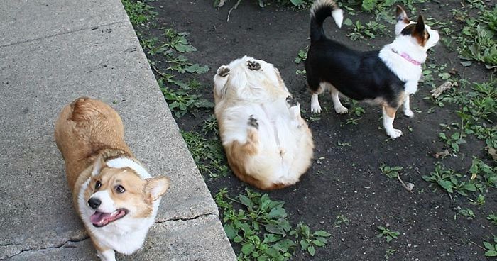 10 zdjęć nieporadnych psów, na widok których poczujesz się winny z powodu swojego rozbawienia.