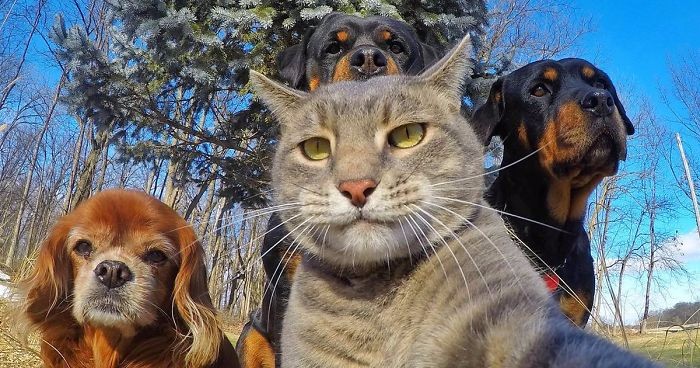 10 zdjęć zwierzaków, które osiągnęły prawdziwe mistrzostwo w sztuce selfie.