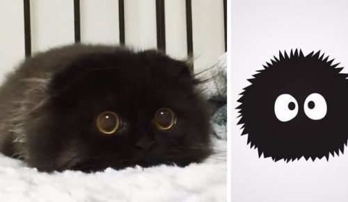 Oto Gimo – puszysty kociak o wielkich oczach, przypominający postać z japońskich kreskówek.