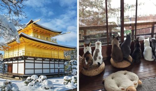 Niespodziewanie obfite opady śniegu przemieniły Kioto w zimową krainę marzeń.