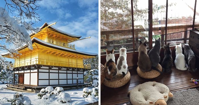 Niespodziewanie obfite opady śniegu przemieniły Kioto w zimową krainę marzeń.