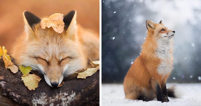 Oto Freya – niezwykle fotogeniczna lisica, którą pokochasz od pierwszego wejrzenia!