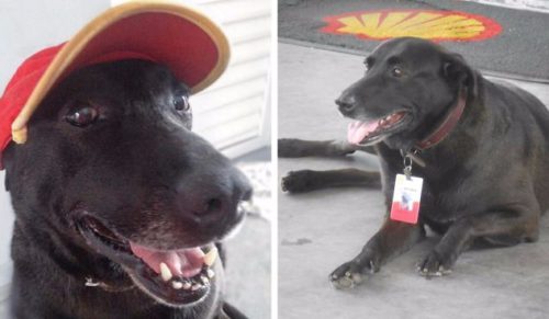 Pies porzucony na stacji benzynowej zyskał nowych przyjaciół i otrzymał pracę w obsłudze klienta.
