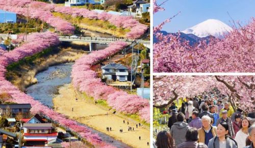 Kawazu – urocze japońskie miasteczko, w którym właśnie zakwitły pierwsze wiśnie.