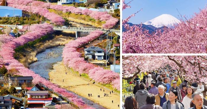 Kawazu – urocze japońskie miasteczko, w którym właśnie zakwitły pierwsze wiśnie.