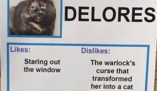 Koty ze schroniska w Los Angeles otrzymały zabawne etykietki, które pomogą im znaleźć nowy dom.