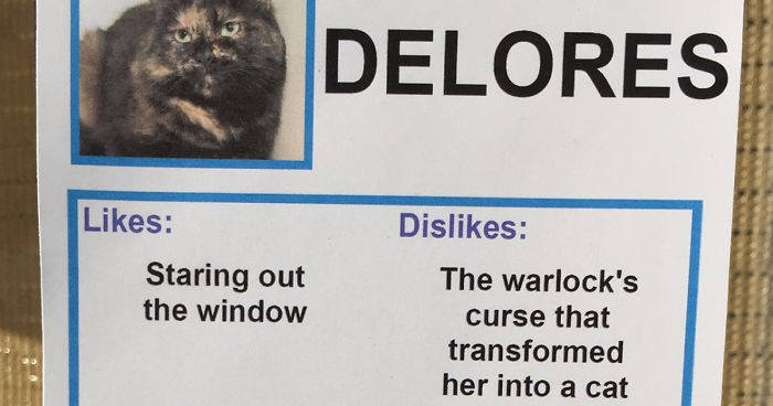 Koty ze schroniska w Los Angeles otrzymały zabawne etykietki, które pomogą im znaleźć nowy dom.