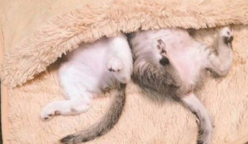 Dwa urocze kociaki odkryły właściwości ogrzewacza do stóp – nie sposób oderwać od nich wzroku!