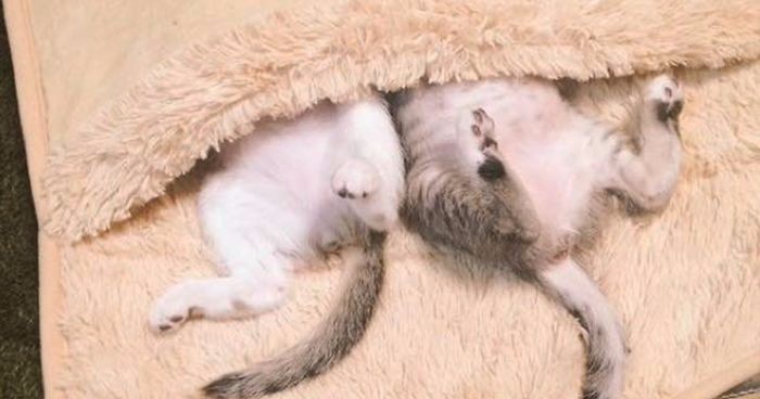 Dwa urocze kociaki odkryły właściwości ogrzewacza do stóp – nie sposób oderwać od nich wzroku!