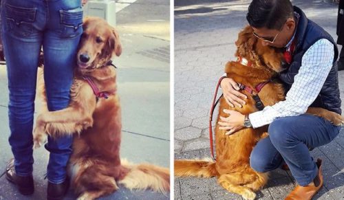 Golden z NYC najbardziej przyjaznym psem świata – przytula każdego napotkanego przechodnia!