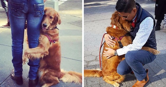 Golden z NYC najbardziej przyjaznym psem świata – przytula każdego napotkanego przechodnia!