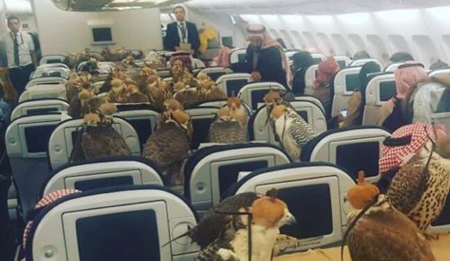 Saudyjski książę zarezerwował 80 miejsc w samolocie dla swoich 80 sokołów. Cena nie grała roli.