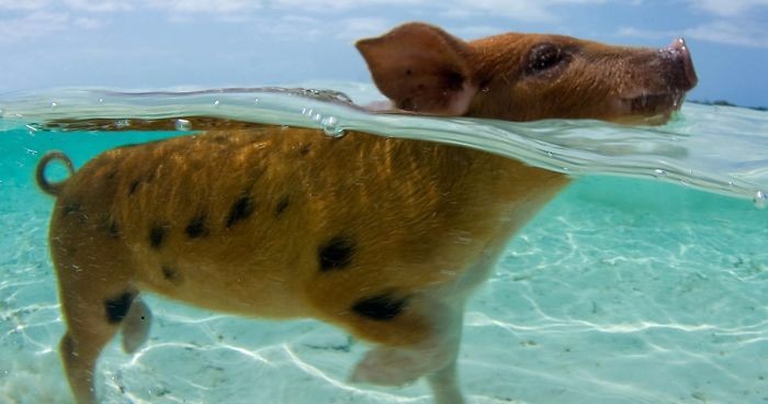 Pływające świnki z Bahamów odnalezione martwe. Zawiniła bezmyślność turystów.