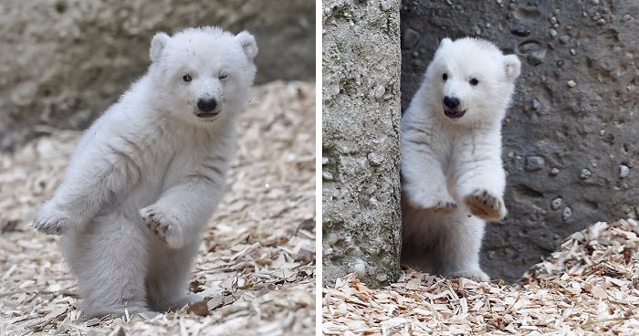 Młody niedźwiedź polarny stawia swoje pierwsze kroki, zalotnie puszczając oczko do fotografa.