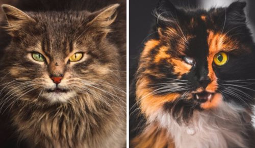 Nastoletni fotograf z Wilna tworzy portrety bezpańskich kotów zamieszkujących jego rodzinne miasto.