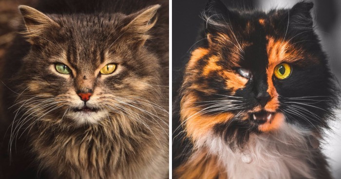 Nastoletni fotograf z Wilna tworzy portrety bezpańskich kotów zamieszkujących jego rodzinne miasto.